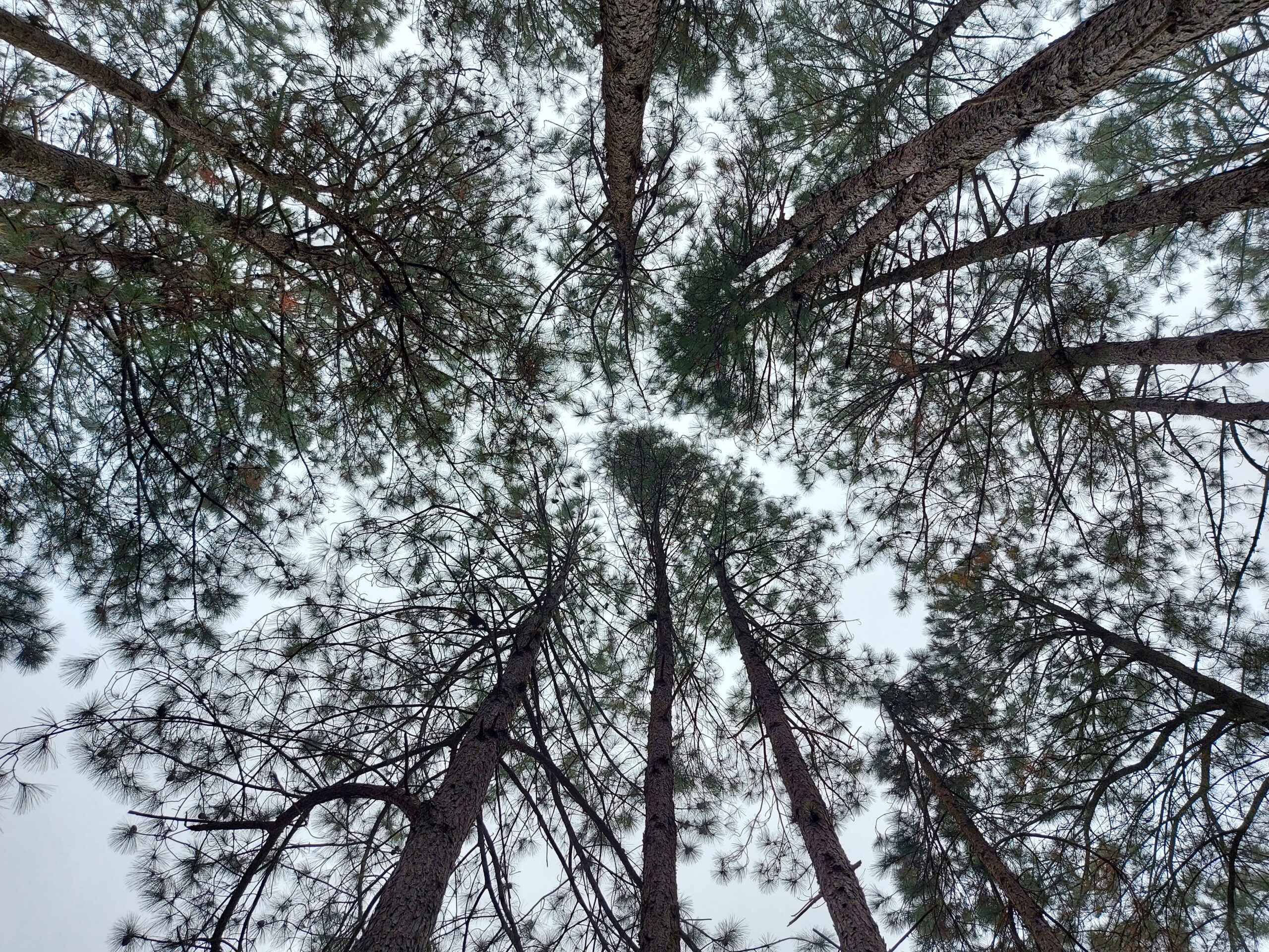 Quando uma árvore cai em uma floresta